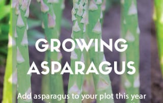 Growing asparagus