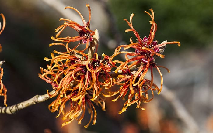 Hamamelis-x-intermedia-‘Orange-Beauty’-(Witch-Hazel) Rose-petal-salad-2