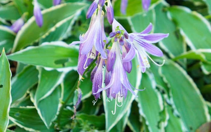 Hosta-plantain-lily-‘Stiletto’ Rose-petal-salad-2