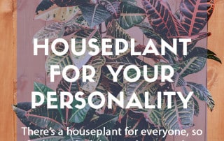 Houseplant to fit your Myers Briggs personality type
