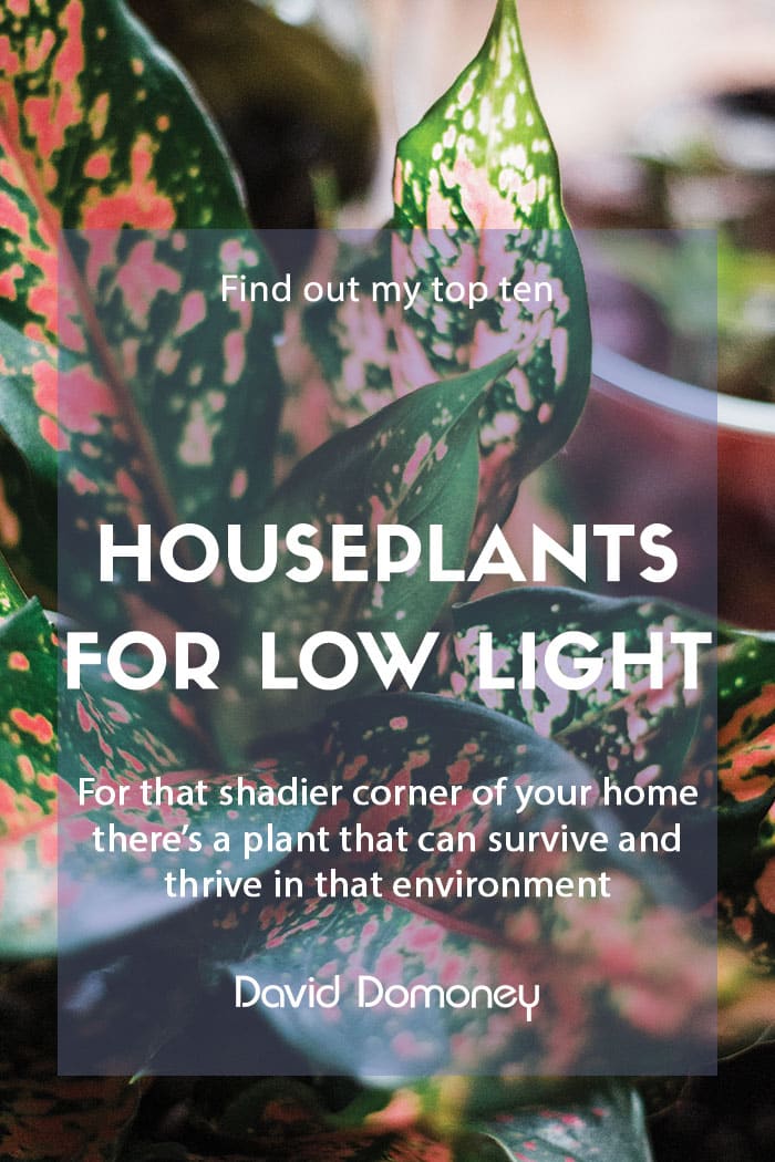Houseplants for low light