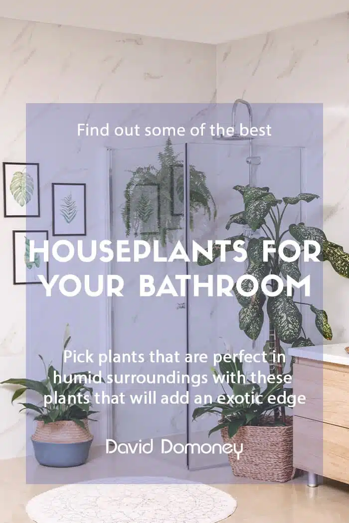 Houseplants for your bathroom