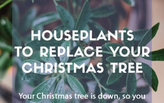 Houseplants to replace your Christmas tree