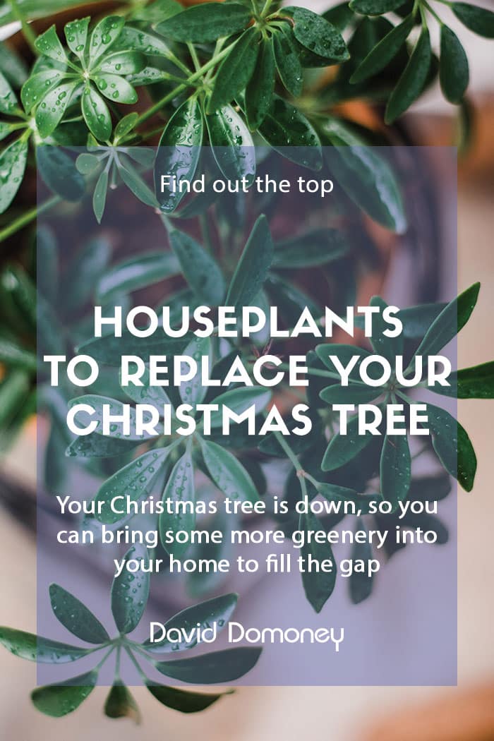 Houseplants to replace your Christmas tree