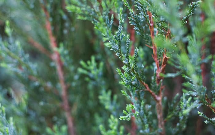 Juniperus-scopulorum-‘Blue-Arrow’-(Blue-Rocky-Mountain-Juniper) Rose-petal-salad-2