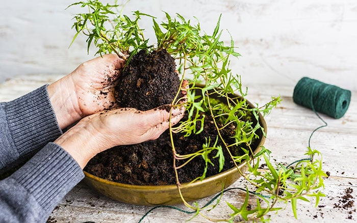 Make a kokedama