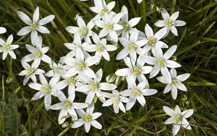 Plants That Symbolise Hope For Your Garden David Domoney