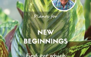 plants for new beginnings feature