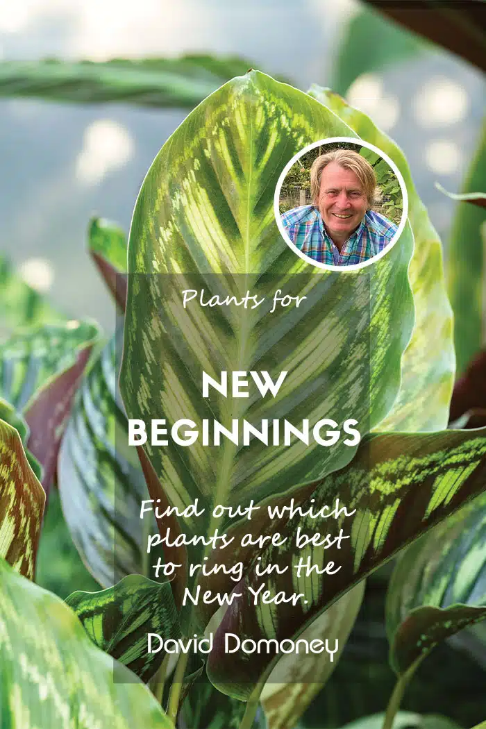 plants for new beginnings feature