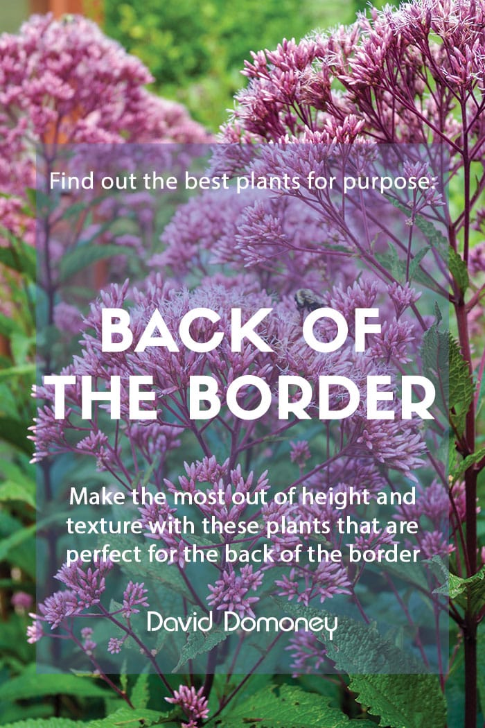 Plants for purpose - Plants for the back of the border