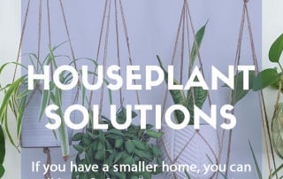Top ten houseplant solutions for small spaces
