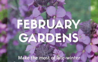 Top ten plants for February gardens