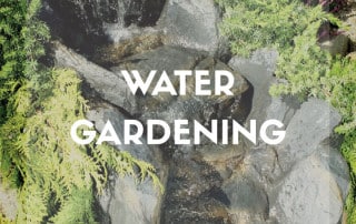 Oase Top tips for water gardening