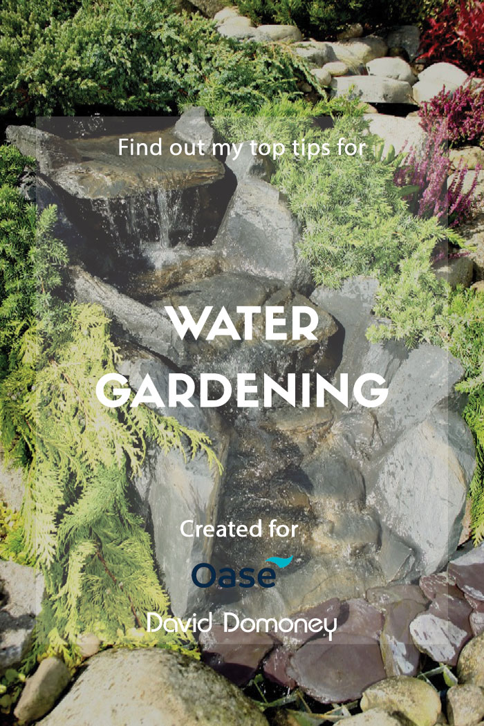 Oase Top tips for water gardening