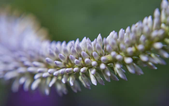 Veronicastrum-virginicum-‘Fascination’-(Culver’s-root) Rose-petal-salad-2