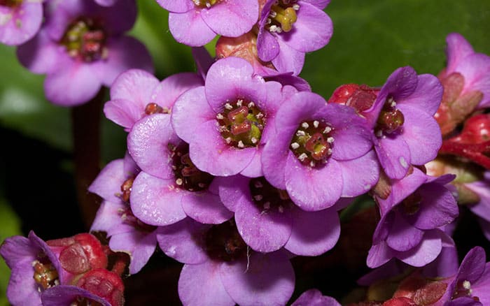 Bergenia-(elephant’s-ears)-‘Purpurea’ Rose-petal-salad-2
