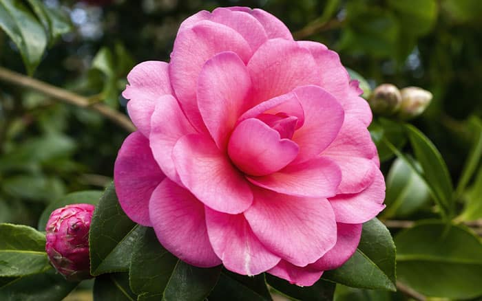 Camellia-×-williamsii-‘Water-Lily’ Rose-petal-salad-2