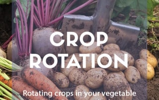 A guide to crop rotation in your vegetable garden