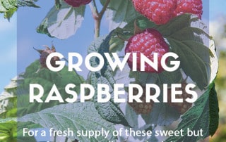 How to grow your own raspberries at home
