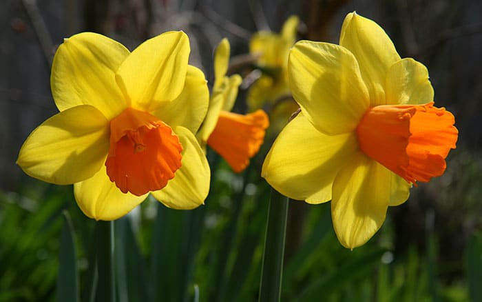 Narcissus-‘Jetfire’-(daffodil) Rose-petal-salad-2
