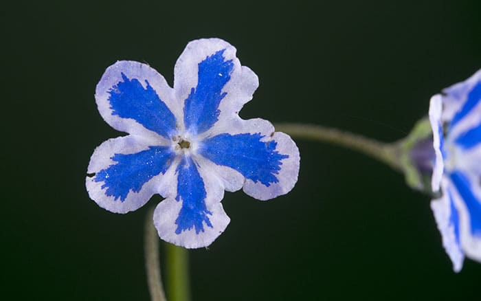 Omphalodes-cappadocica-(navelwort)-‘Starry-Eyes’ Rose-petal-salad-2