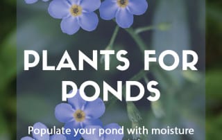 Plants for purpose - Plants for ponds
