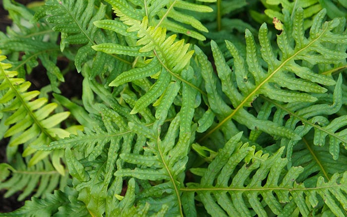 Polypodium-cambricum-‘Cambricum’ Lavender-sprigs-in-lemon-drink