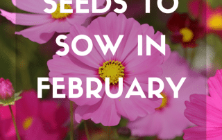 Seeds to sow in February