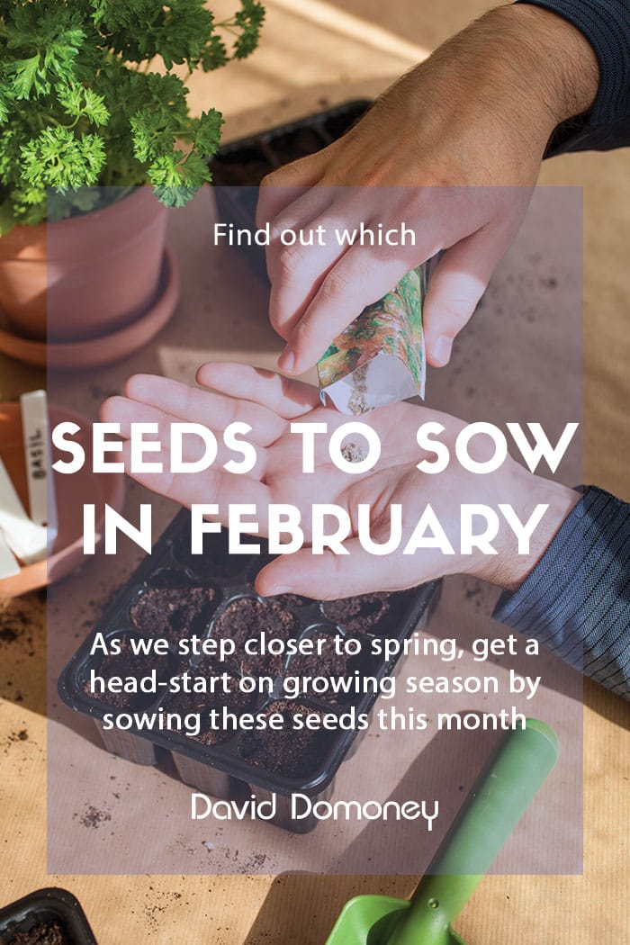 Seeds to sow in February