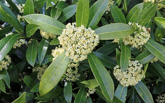 Skimmia-x-confusa-(skimmia)-‘Kew-Green’ Rose-petal-salad-2