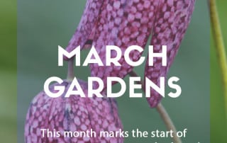 Top ten plants for March gardens