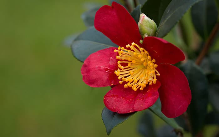 Camellia-x-vernalis-‘Yuletide’ Rose-petal-salad-2