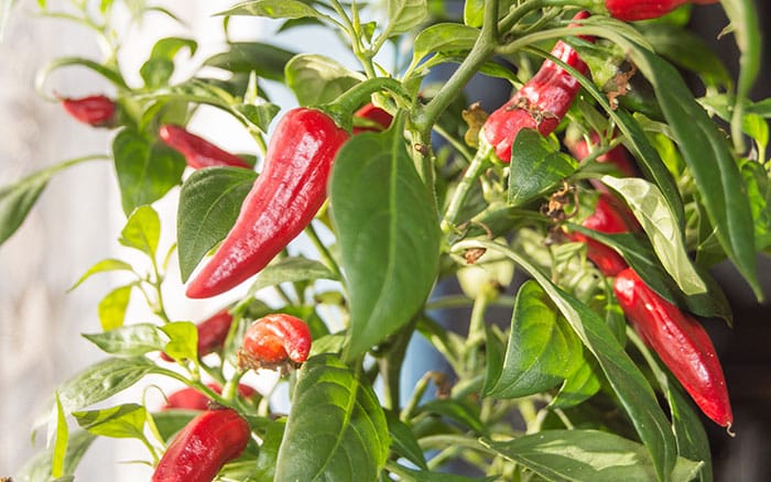 how-to-grow-chillies