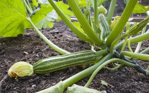 Courgette-‘Romanesco’ Rose-petal-salad-2