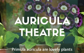 Creating an auricula theatre in your garden