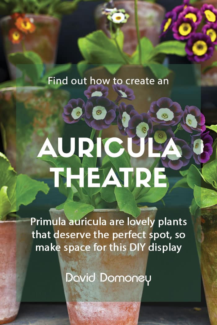 Creating an auricula theatre in your garden