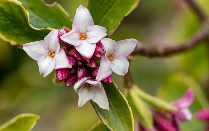 Daphne-odora-(winter-daphne)-‘Perfume-Princess’ Rose-petal-salad-2