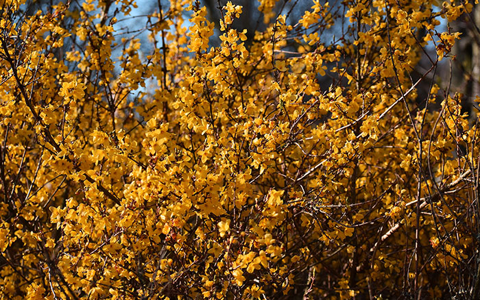 Forsythia-intermedia-‘Spectabilis’ Rose-petal-salad-2
