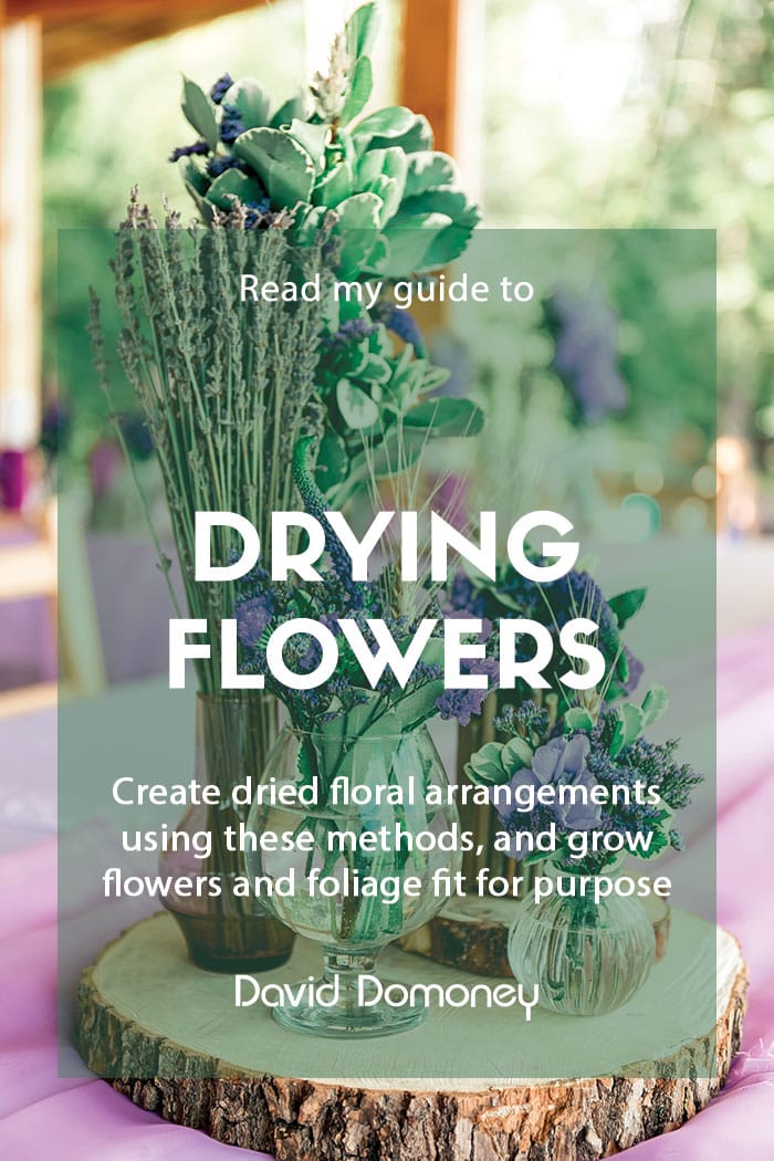 How to dry flowers, Blog