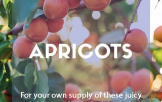 How to grow your own apricots at home