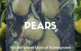How to grow your own pears at home