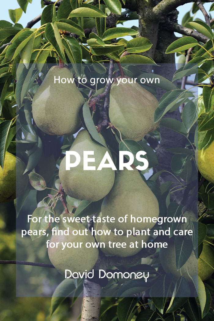 How to grow your own pears at home
