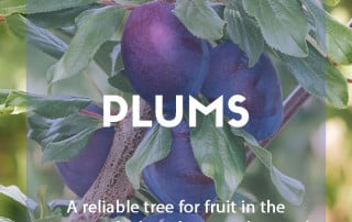 How to grow your own plums at home