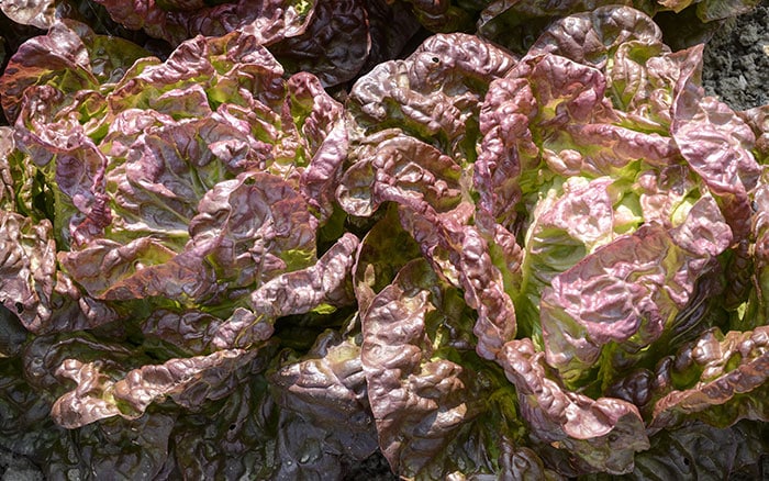 Lettuce-‘Merveille-de-Quatre-Saisons’ Rose-petal-salad-2