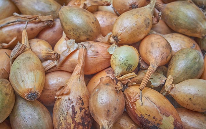 Onion-‘Sturon’ Rose-petal-salad-2