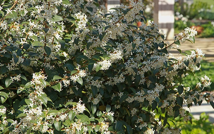 Rose-petal-salad-2