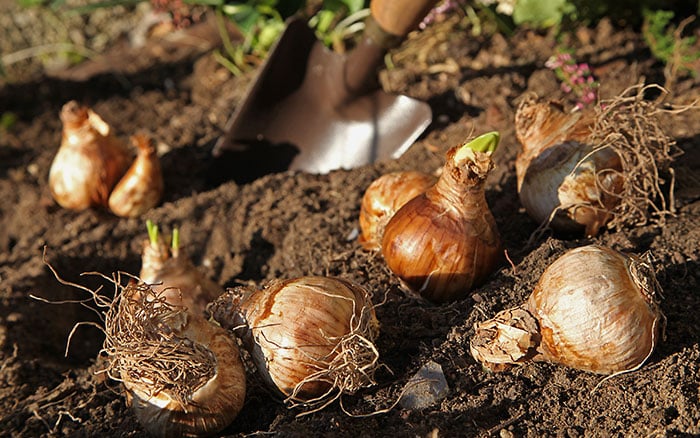 Planting daffodil bulbs When Do You Did Up And Divide Tulips And Daffodils