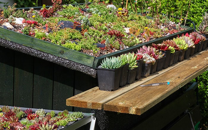 Planting A Green Roof On Your Garden Shed David Domoney