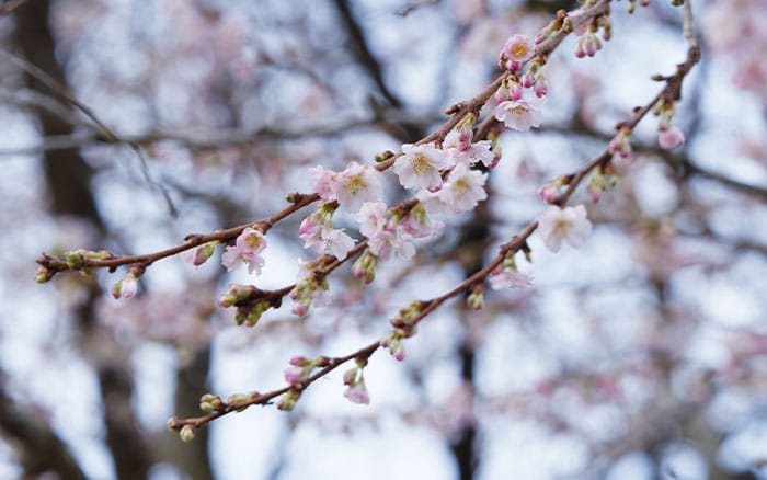 Prunus-x-subhirtella-‘Autumnalis-Rosea’ Rose-petal-salad-2