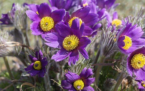 PULSATILLA VULGARIS